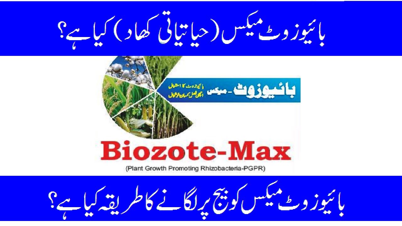 How to apply Biozote Max (alive becteria) on seeds | Wheat Crop | New formula for plant growth