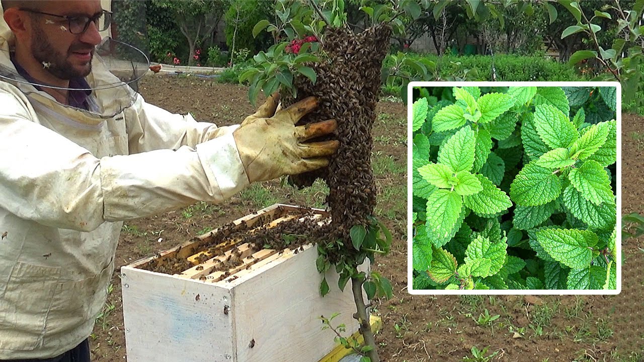 Kapja e luzmës me barë Blete (Melissa officinalis)