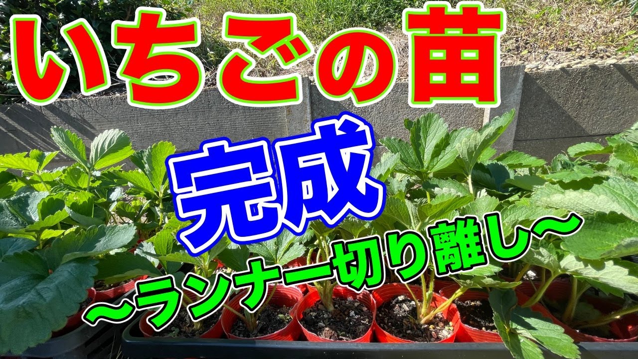 イチゴのランナー切り離し。気をつけたい事をまとめました。〜サラリーマンでも出来るいちご栽培シリーズ〜