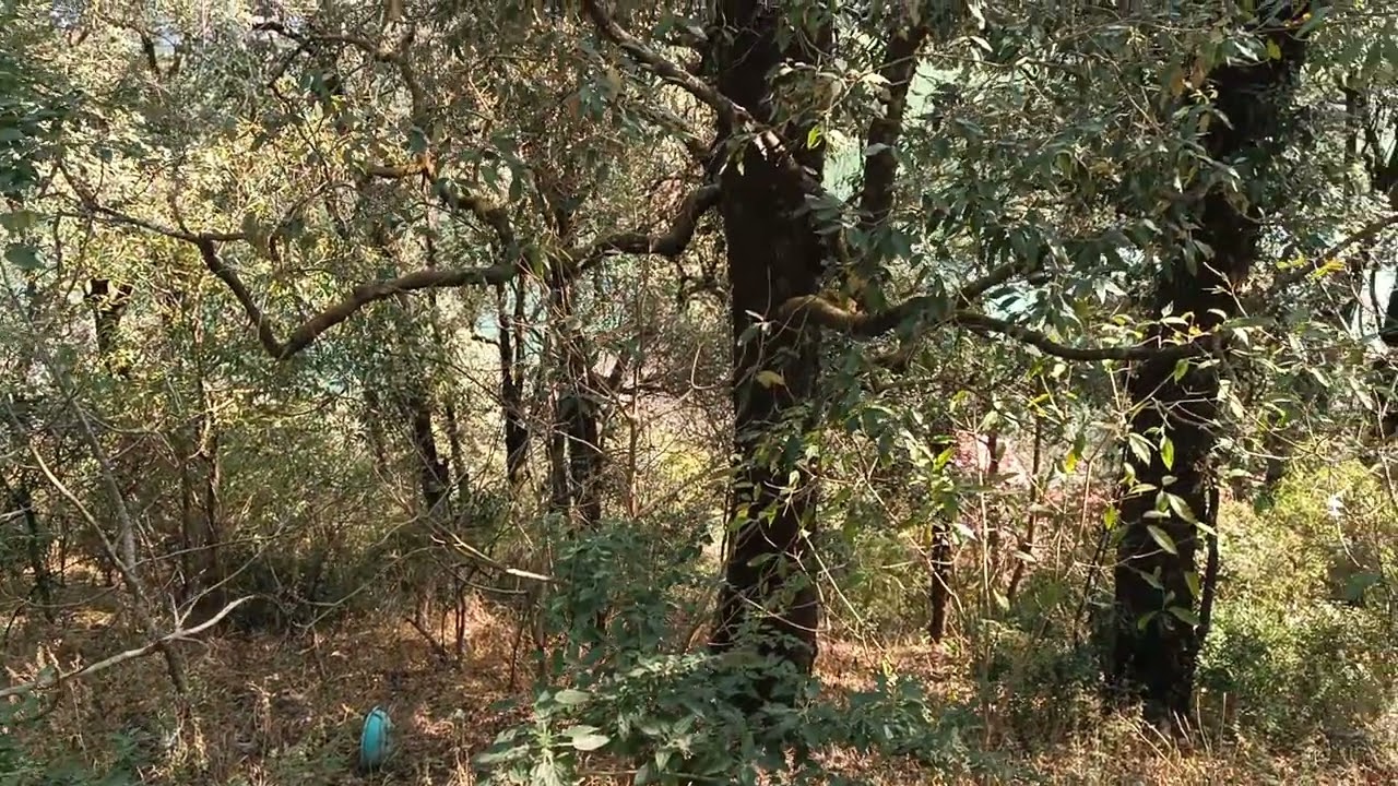 Quericus indica trees (बांज के वृक्ष)