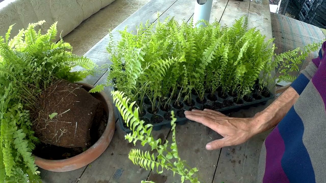 Aşk merdiveni nasıl çoğaltılır her evde olması gereken bir bitki(nephrolepis exaltata)