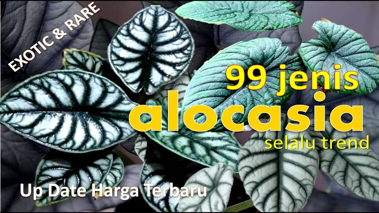 99 JENIS JENIS TANAMAN ALOCASIA NAN EKSOTIK & HARGANYA | 99 KIND OF ALOCASIA