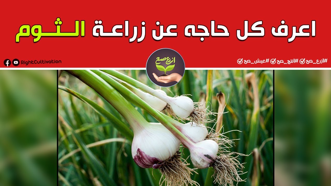 المدارس الحقلية| أهم المعلومات عن زراعة الـثوم