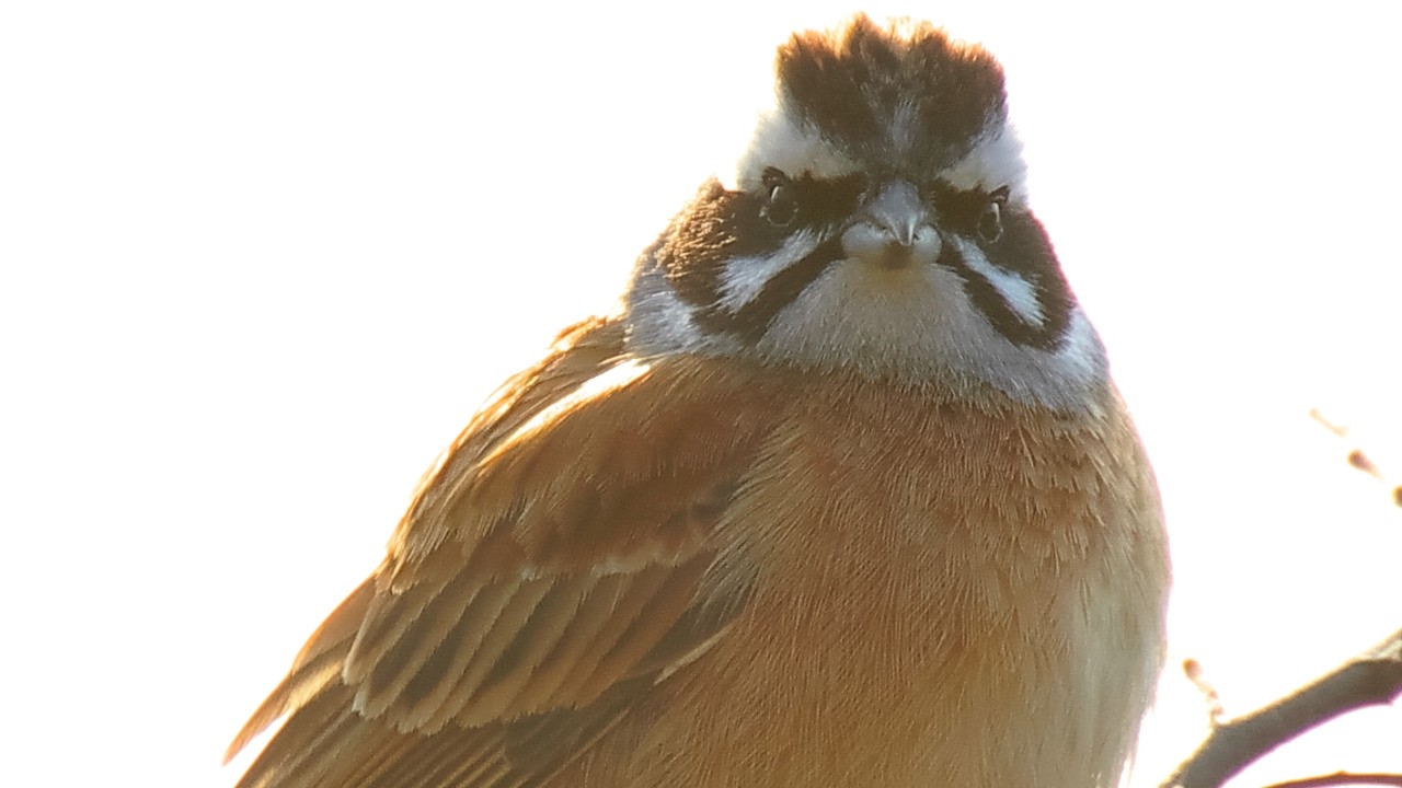 （今シーズン初）高台の野鳥
