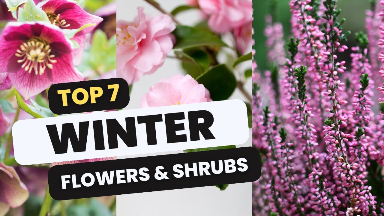 Brighten Up Winter! Top 7 Flowers & Shrubs for a Colorful Garden 🌸