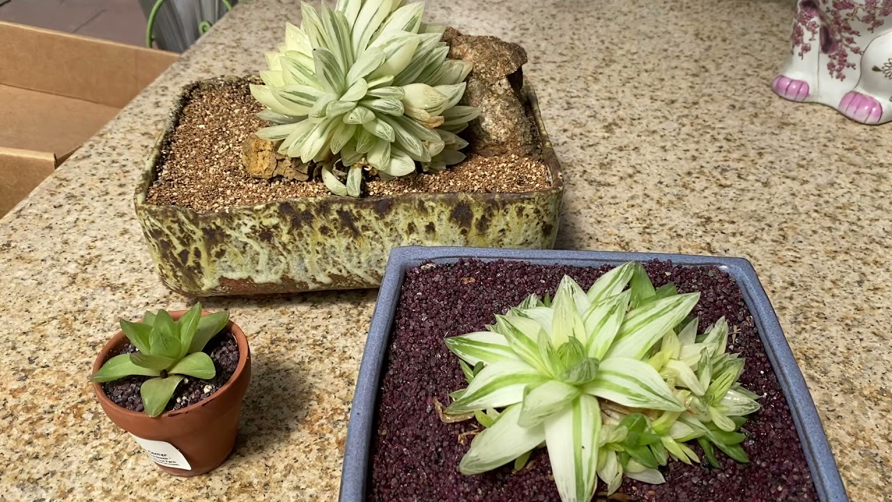 Haworthia cymbiformis variegated