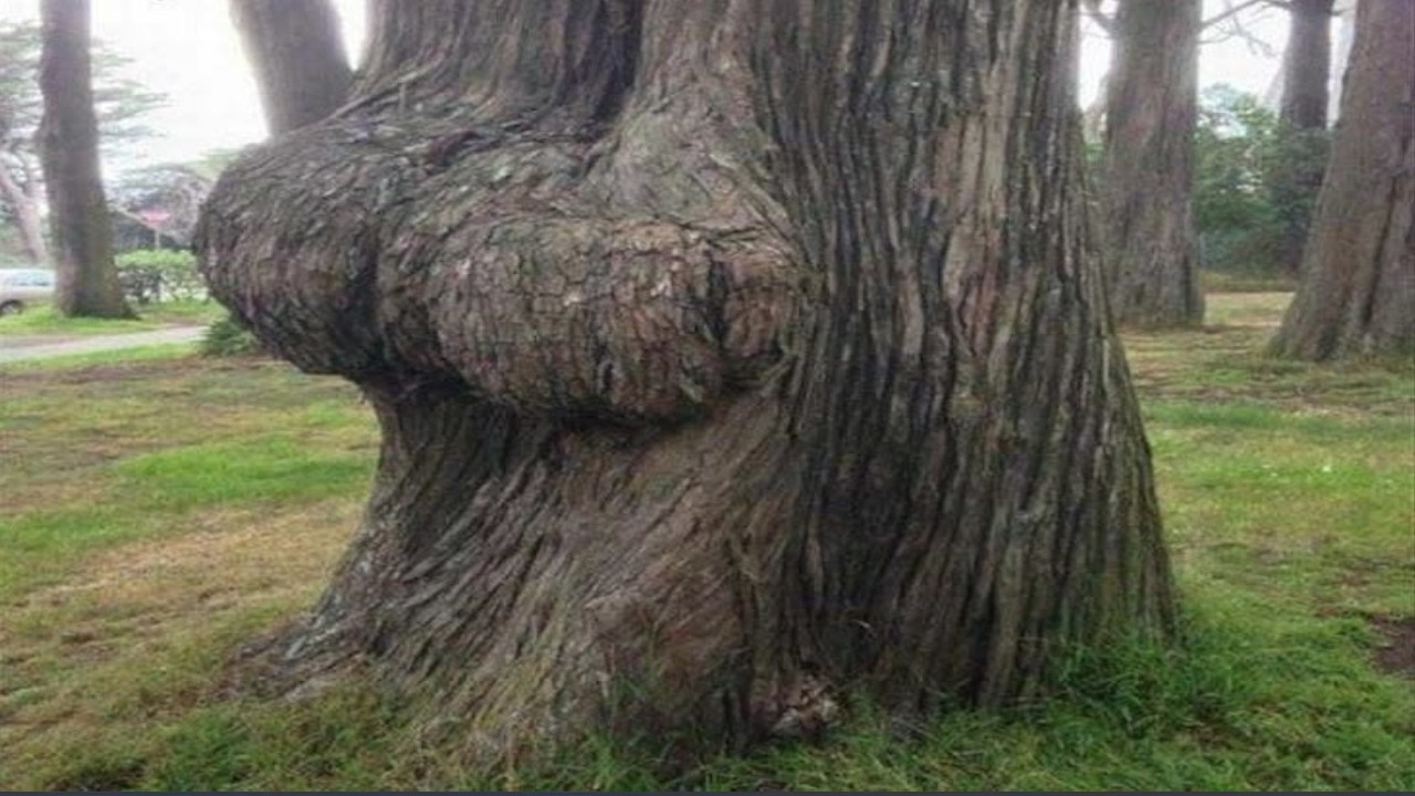 Top 5 Tree