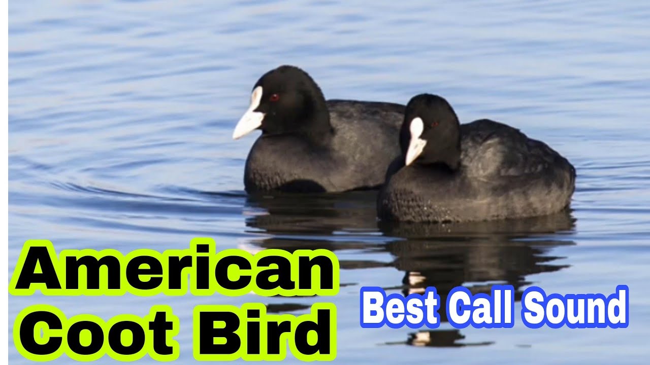 American coot bird best call sound || Common coot bird call sound || Morgabi ki awaz