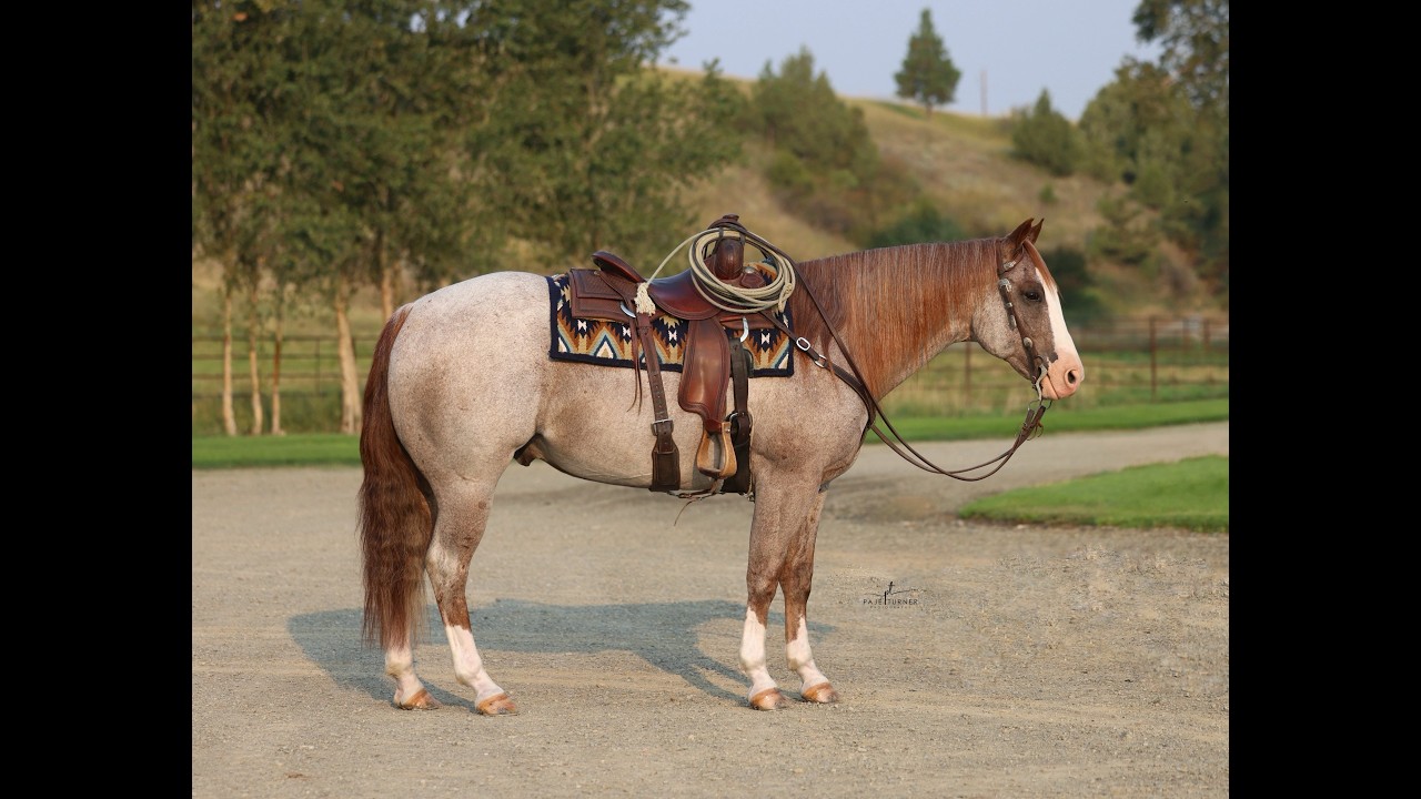 Stop-You-In-Your-Tracks Talented Team Roping Family Type Gelding. Ranger Sells Rancho Rio Horse Sale
