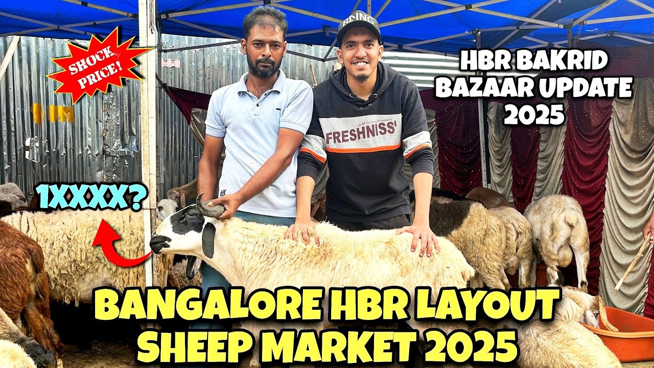 Bangalore HBR Layout Sheep Market 2025 | HBR Sheep Bazaar Update 2025 | Sheep Market 2025