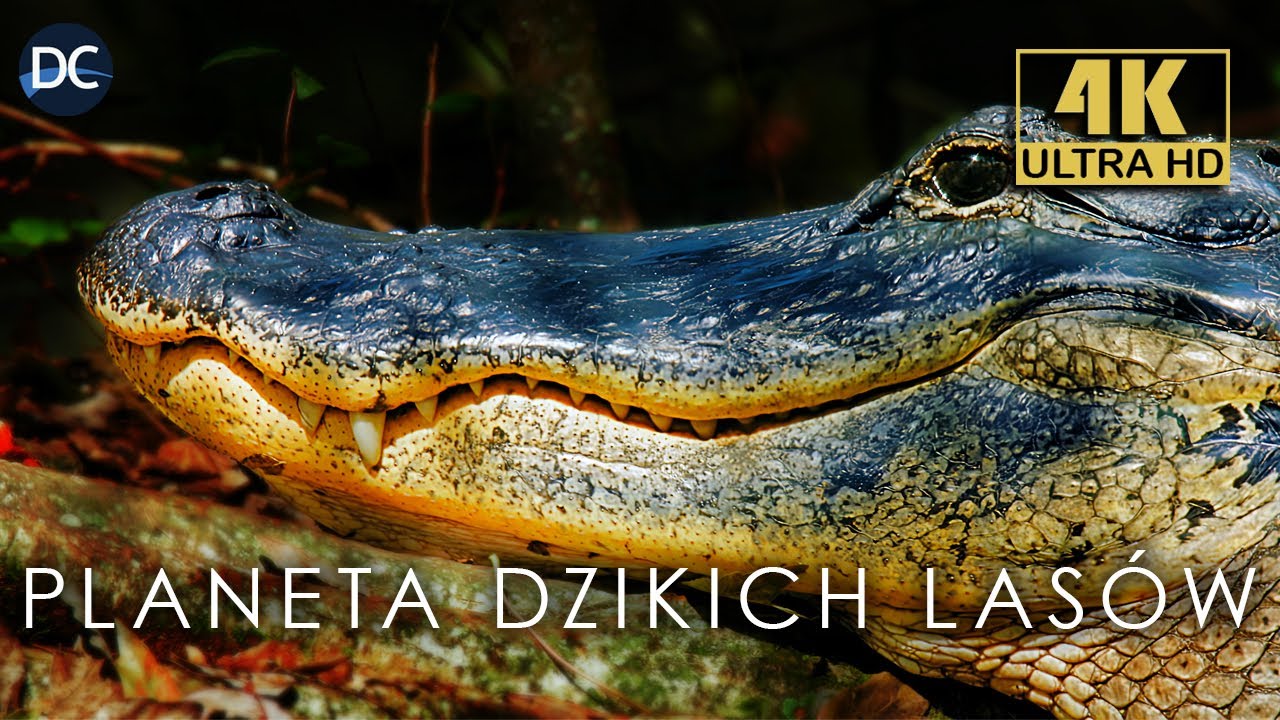 Lasy Świata - Podróż do serca natury | 4K | Seria Dokumentalno - Przyrodnicza  | Ochrona przyrody