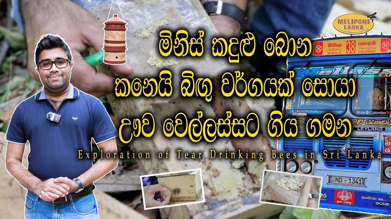 Meliponiculture 4 | ලංකාවේ කුඩාම සහ දුර්ලභම කනෙයි බිඟු වර්ගය සොයා ගිය ගමන| Tear Drinking Bees in SL 