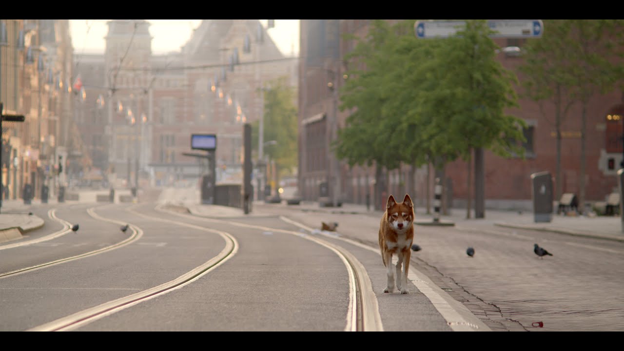 Geen Hond in Amsterdam