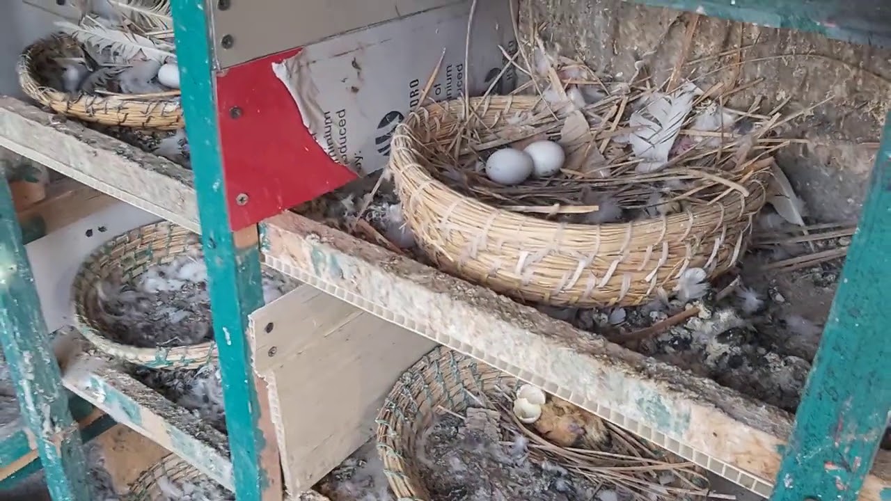 التعامل مع الحمام وقت الزق