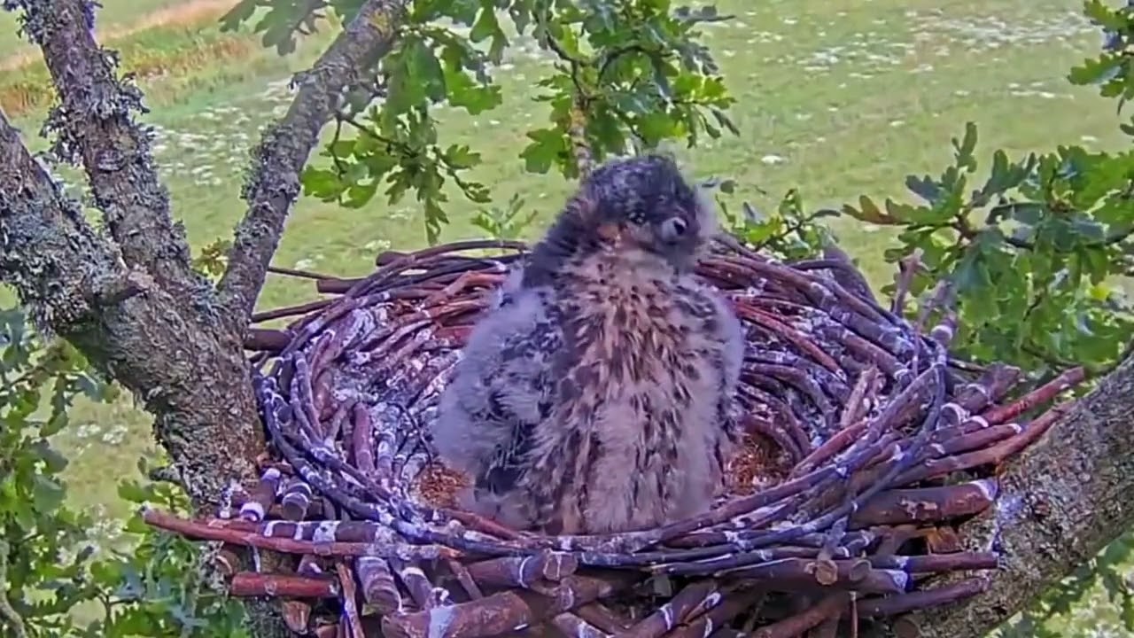 #falcon Cam4#122 Review baby birds in the nest - Dad and mother brings food to feed their chicks
