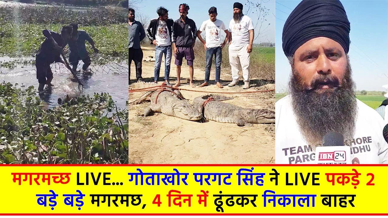 मगरमच्छ Live... गोताखोर परगट सिंह ने Live पकड़े 2 बड़े बड़े मगरमछ, 4 दिन में ढूंढकर निकाला बाहर