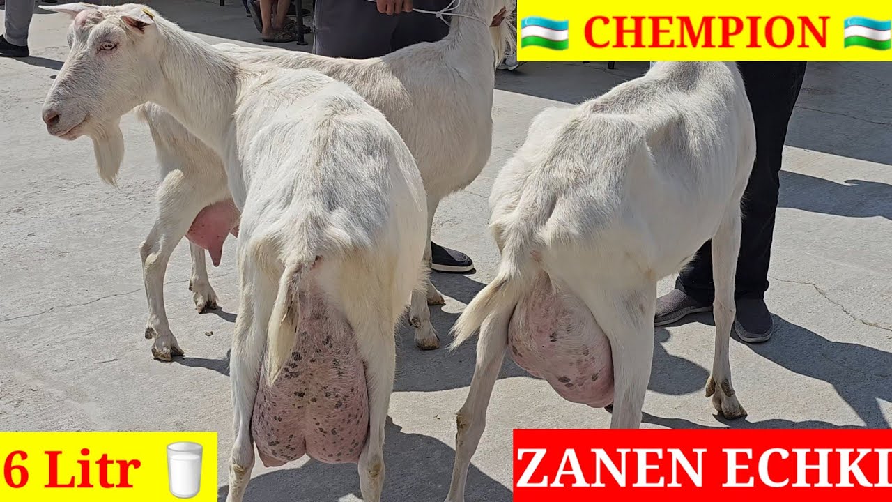 ZOTLIY ECHKILAR KO'RGAZMASI. ANDIJON OLTINKO'L CHEMPION BO'LDI. 2 - SERIAL DAVOMI BOR.