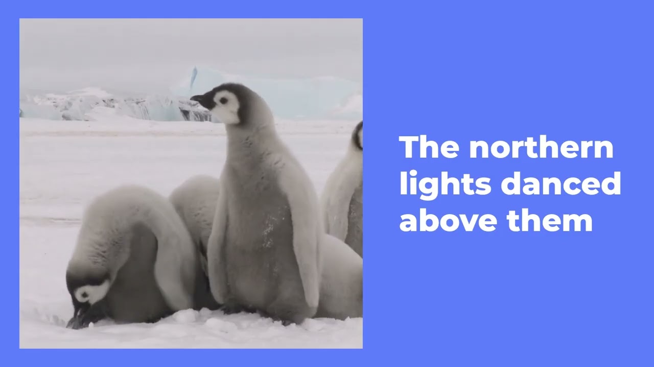 Percy the Penguin’s Polar Adventure | 10-Minute Fun Bedtime Story for Kids