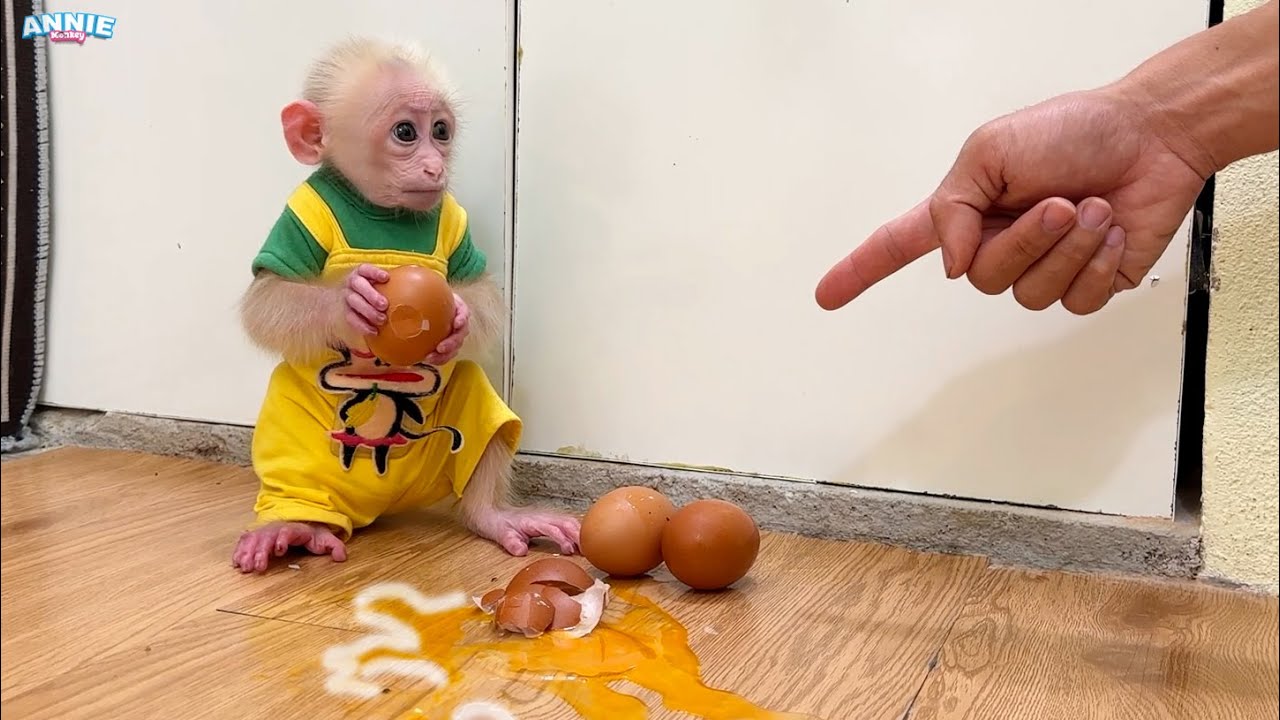 Naughty monkey Annie wants to help dad boil eggs and then...