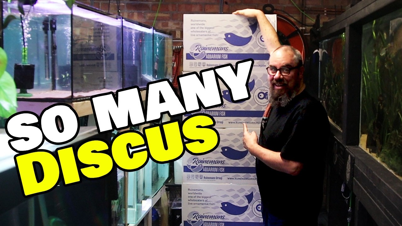 My Biggest Discus Order Yet…