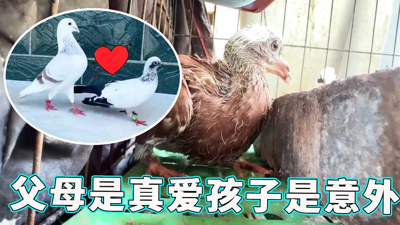 父母是真爱孩子是意外！鸽子爸爸妈妈真的太过分了它们只负责生不负责养，小家伙看上去可怜极了！【天下一场梦】