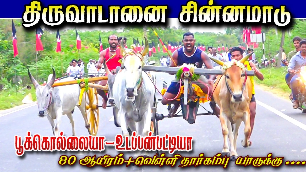 திருவாடனை சின்னமாடு 80,000 + 40,000 வெள்ளித்தார்கம்பு 21,02,2026