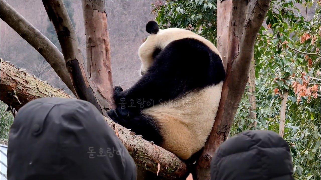 푸야...나무 위에서 무슨 생각 해...?? | 1월 31일 오후(푸바오 실시간) Panda Fubao
