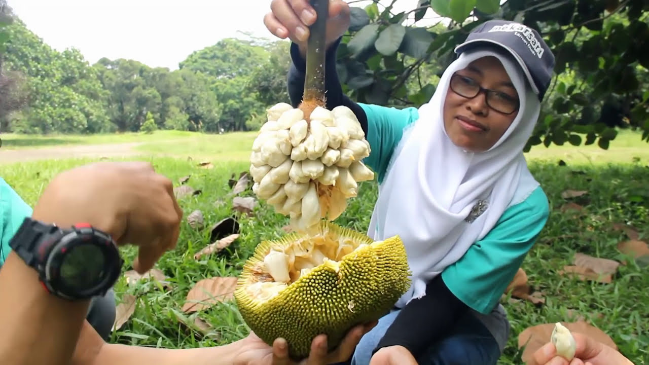 Cobain MARANG Buah Langka di Mekarsari yang Nikmat | #VlogMekarsari #mekarsariexplore