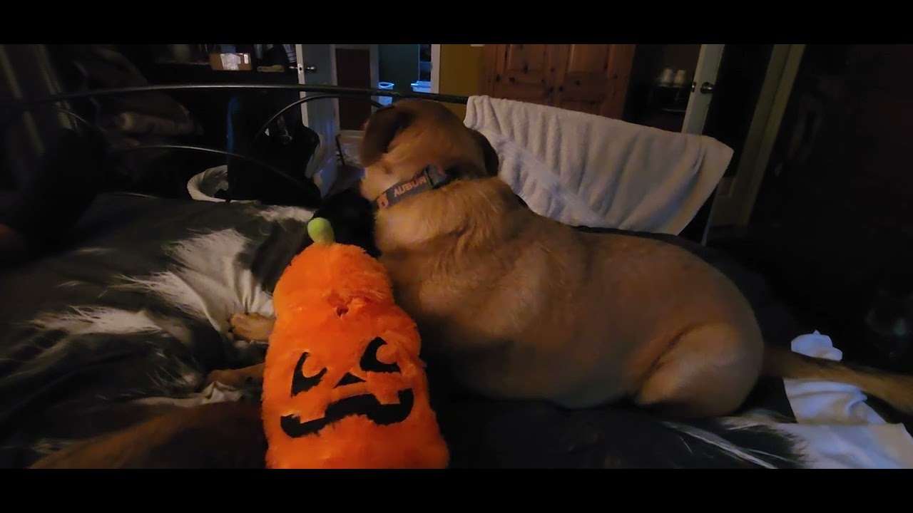 Lulu and Charlie