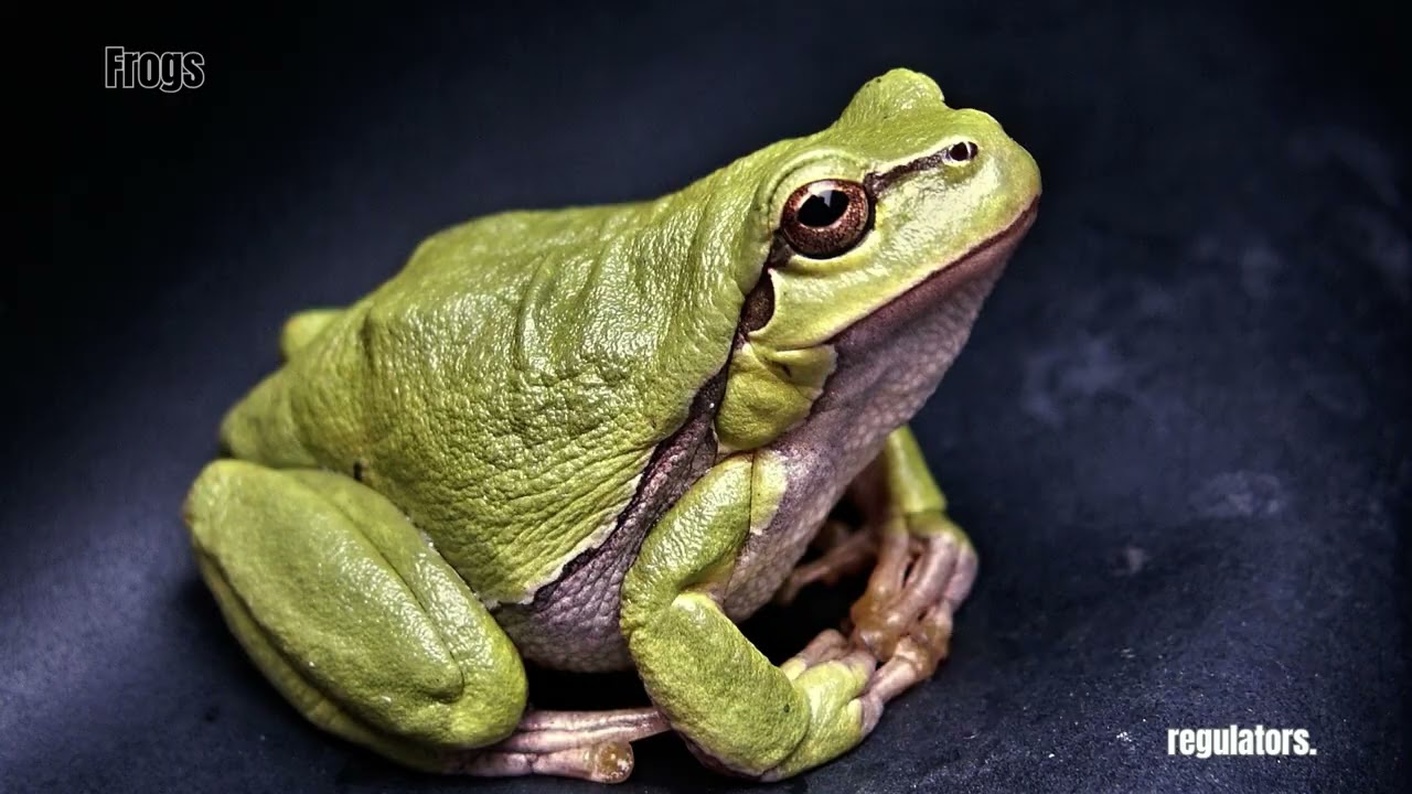 Mediterranean Climate Animals Exploring the Remarkable Diversity