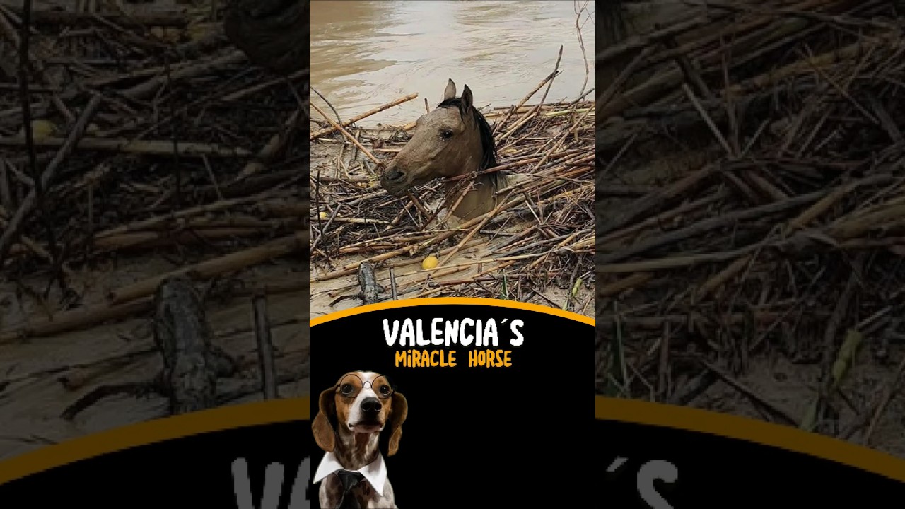 A miracle Rescue in spain