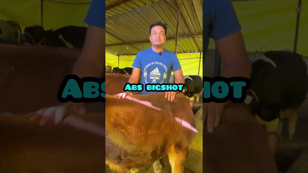 Top Breeding On Jersey Cattle Tyson  - Zig -  Bigshot #ABS #TDM