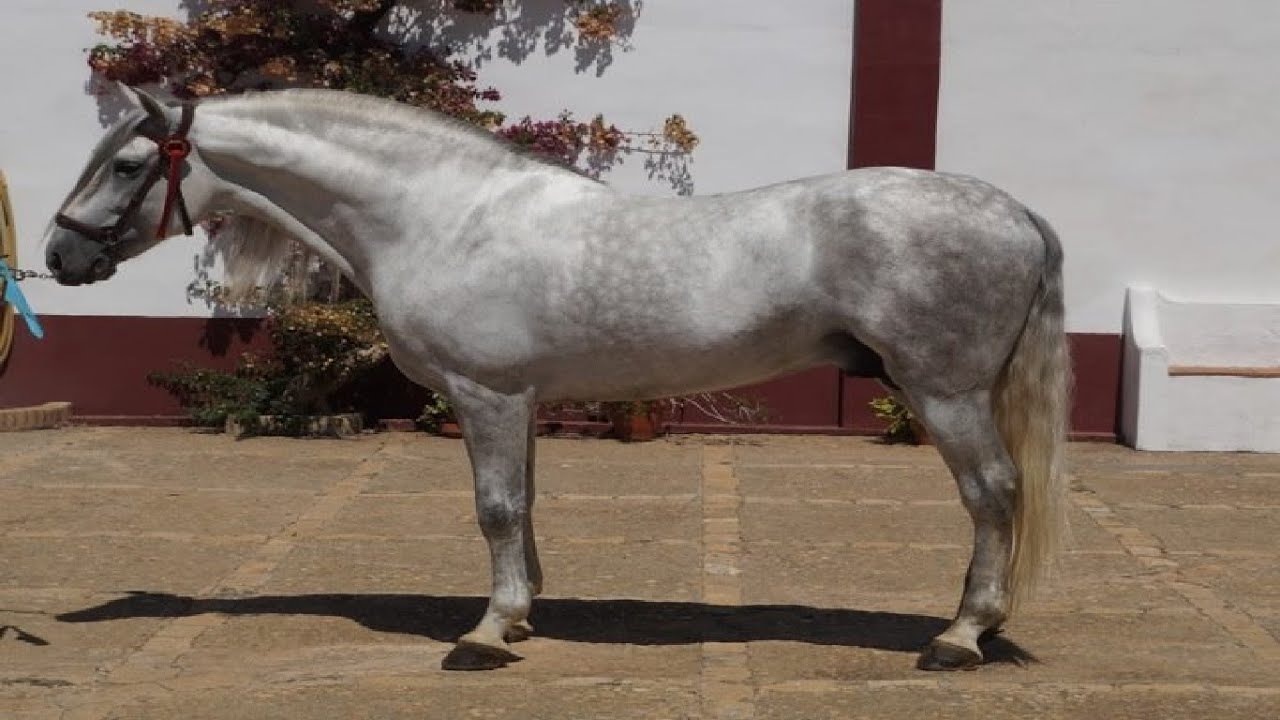 Yeguada Domínguez Galiano
