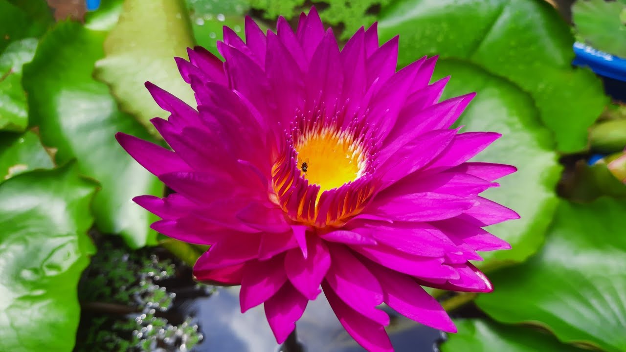 My Waterlily Plant Collection