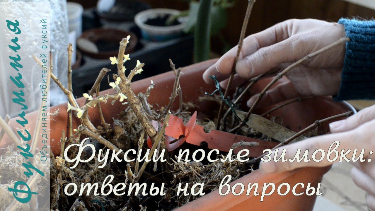 Фуксии после зимовки: ответы на вопросы