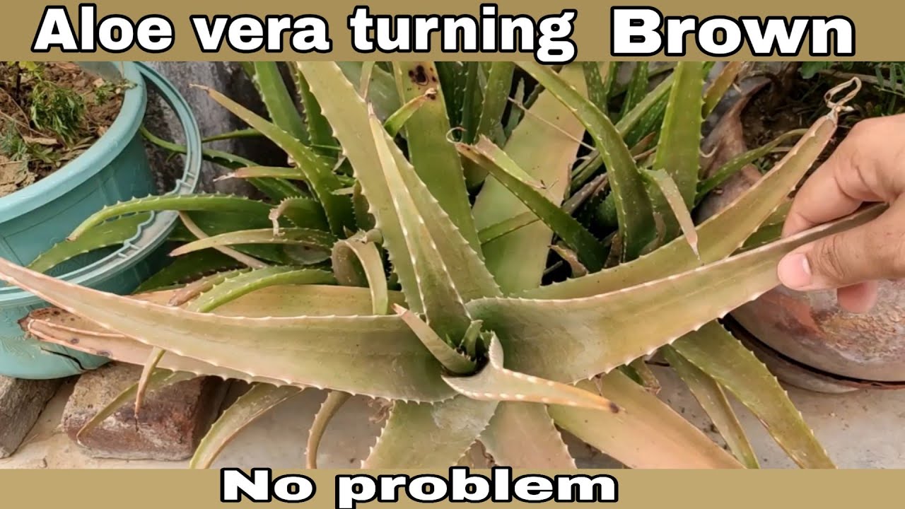 Aloe Vera Turning Brownish||एलोवेरा को फिर से हरा भरा कैसे करें