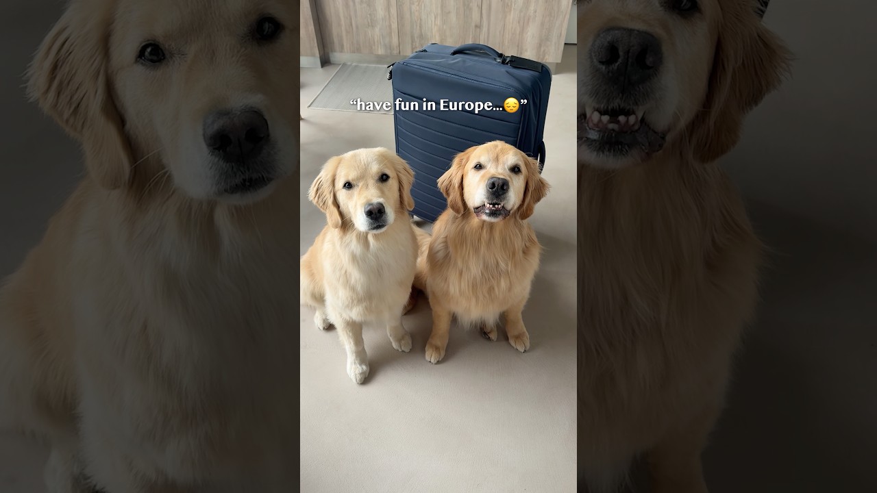 Making memories with my dogs in Europe!