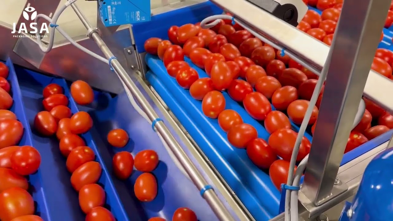 Complete Tomato Line with Newtec 4015, Installed by JASA