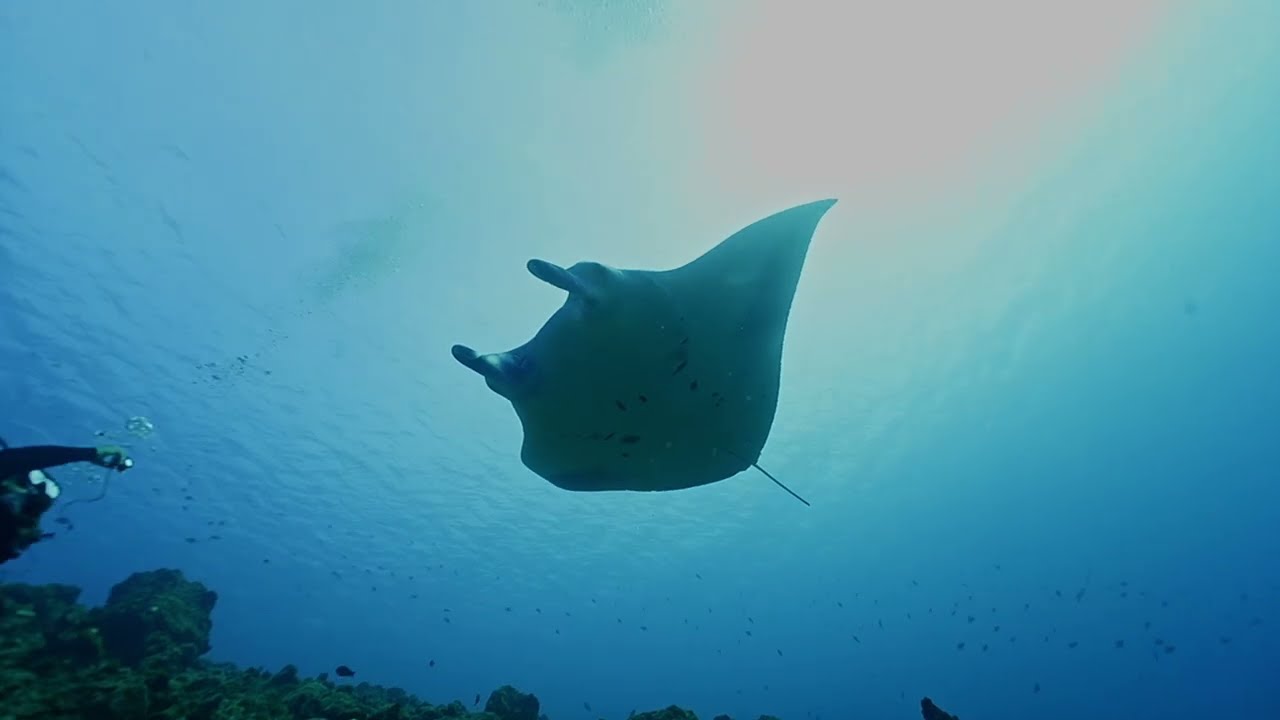 My dives in 2024, best memories