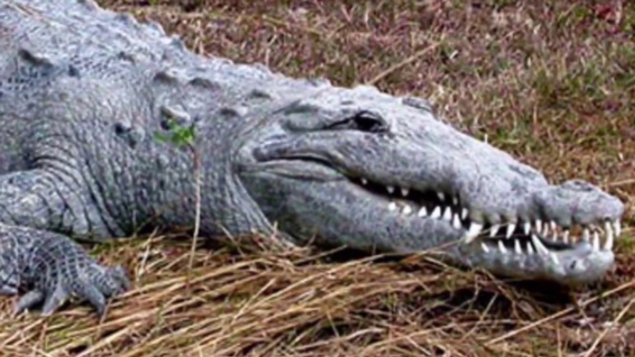 Kayak fishing with a big crocodile @ Everglades National Park
