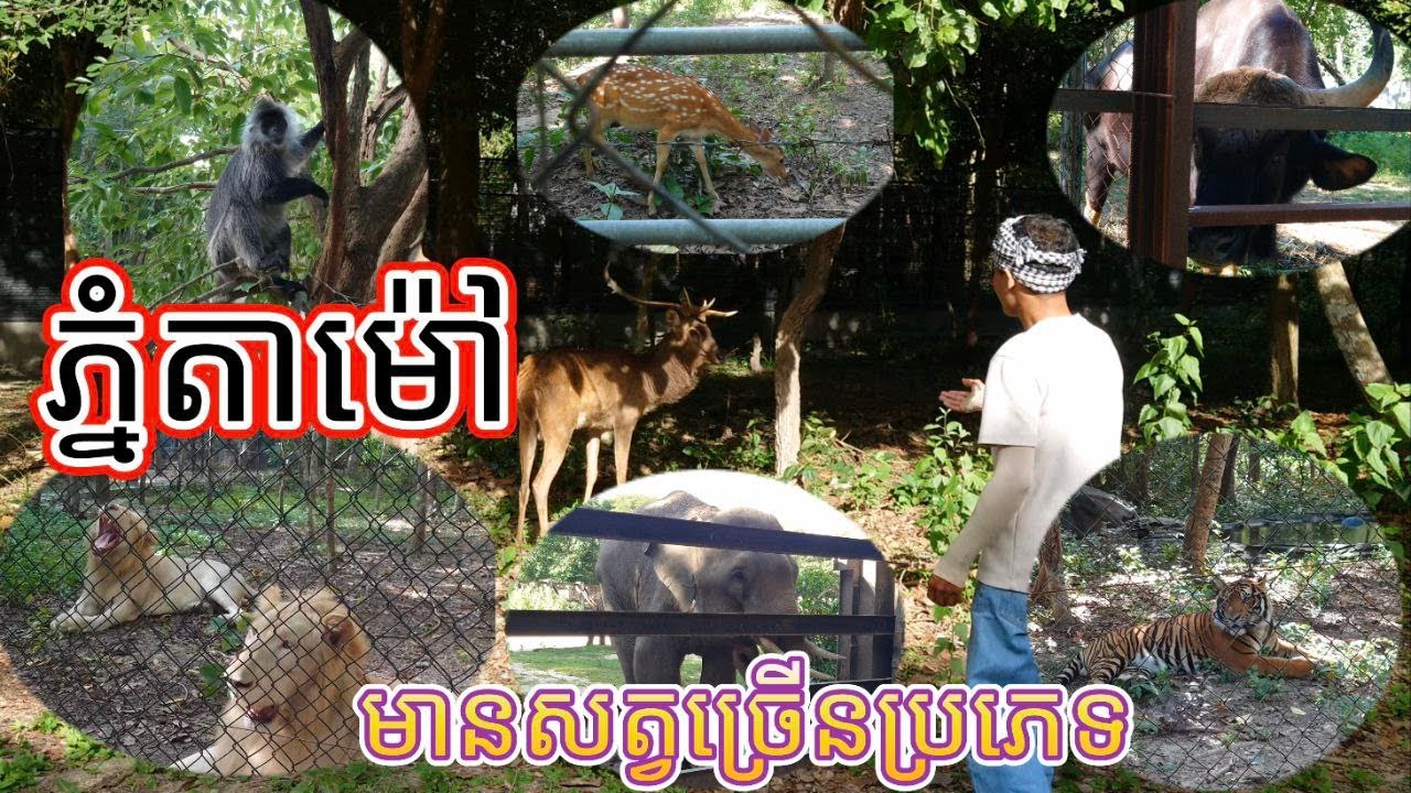 Cambodia Phnom Tamao Zoo - សួនសត្វភ្នំតាម៉ៅមានសត្វច្រើនប្រភេទ​