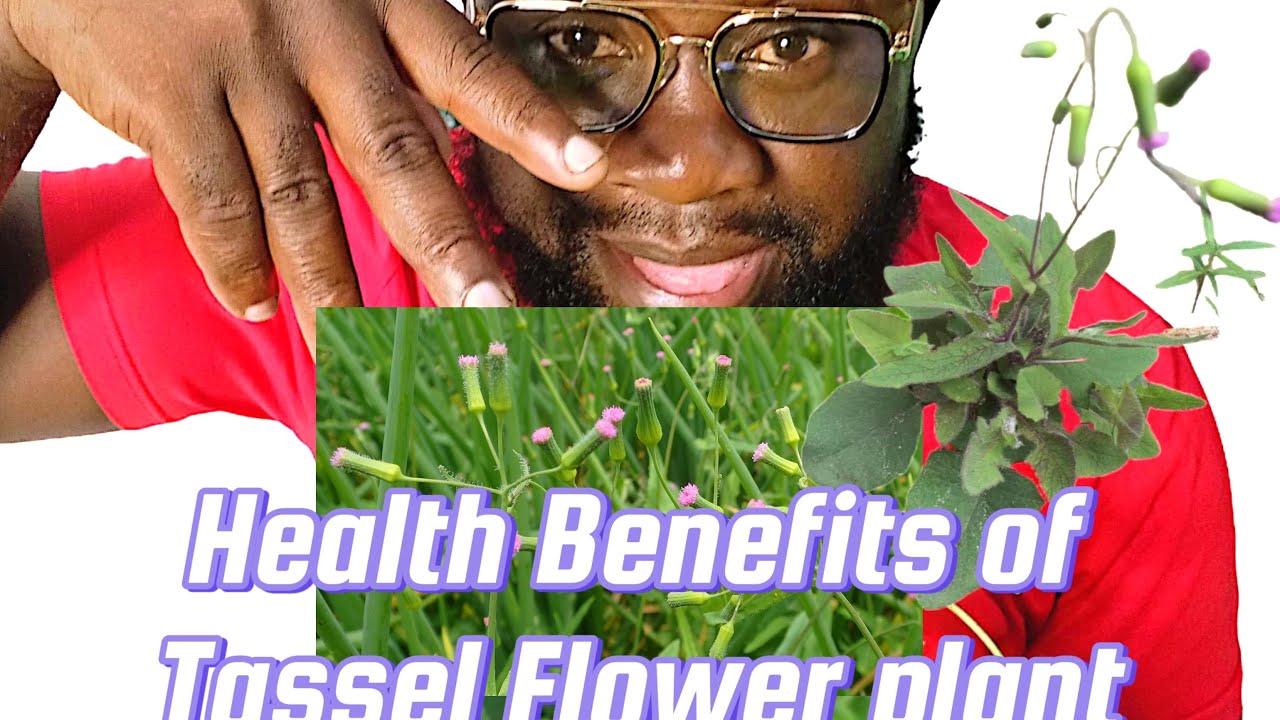 Health Benefits of Tassel Flower plant