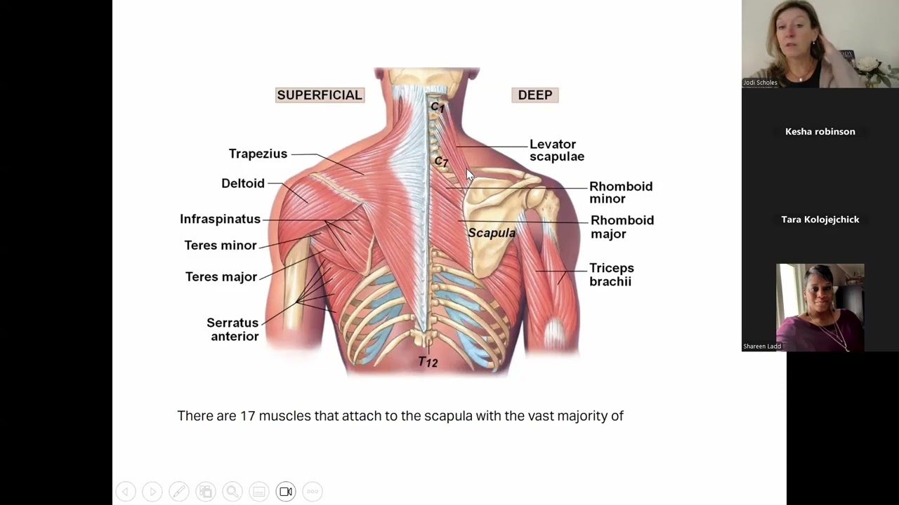 Navigating the Body: Scapula Movements vs Shoulder Joint (MBLEx Prep)