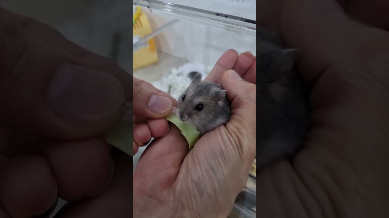 🐹🥬 Feeding Hamster Mochi Fresh Vegetables on Our Hand 🫴 | Her Favorite Snack!