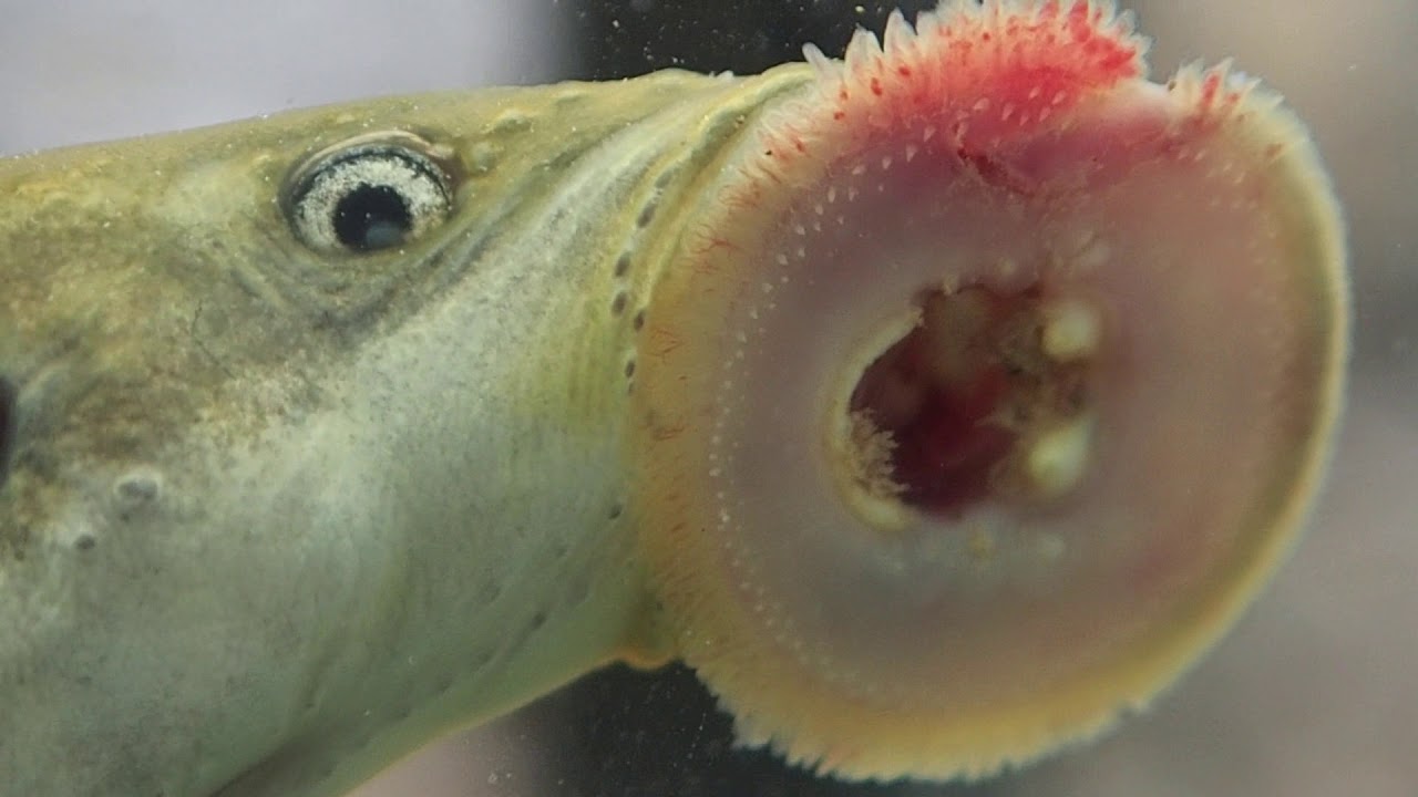 What are lampreys?