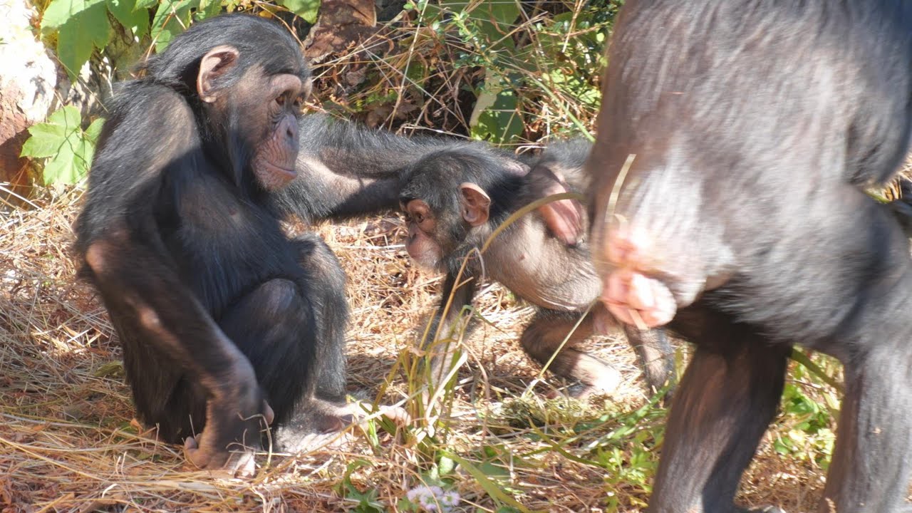 ジュウザもチヨちゃんと遊びたい　かみね動物園　チンパンジー　202601