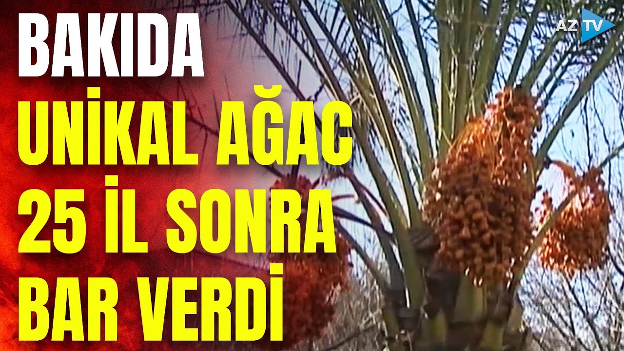 Bakının bu kəndində Mədinə xurması yetişir: 25 il sonra bəhrə verən ağac - REPORTAJ