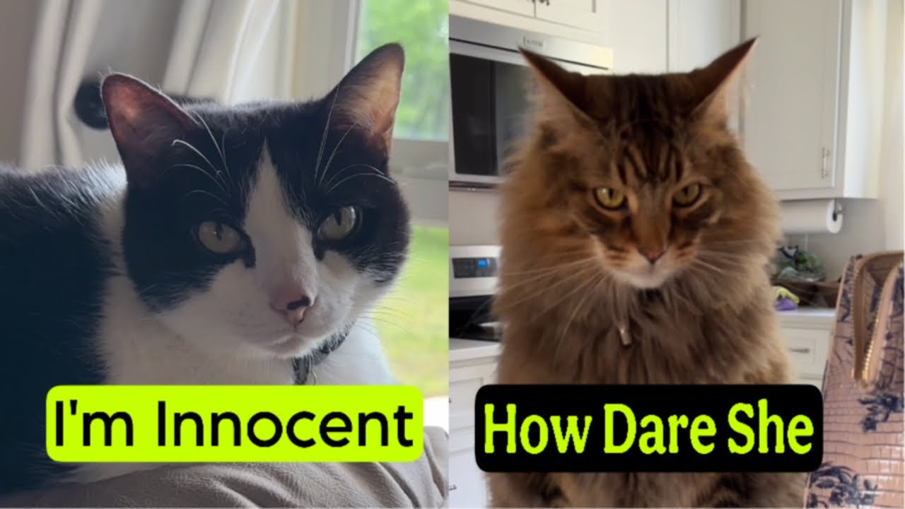 Willow and Tigger Has A Heated Argument…