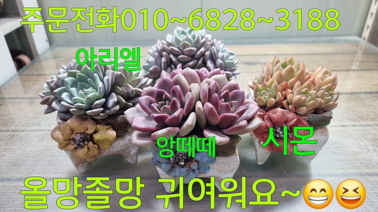 (26.2.11.수)알록달록 화분에 올망졸망 귀요미들~😁😆