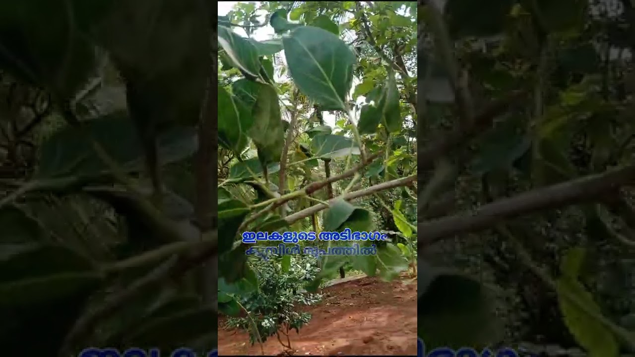 വിസ്മയക്കാഴ്ചകളുടെ അത്ഭുതലോകം..... പുലാപ്പറ്റ ശ്രീ മോക്ഷത്ത് മഹാദേവ ക്ഷേത്രം